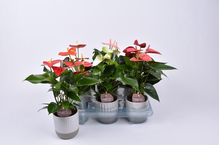 <h4>Anthurium gemengd 9 cm in Becca keramiek</h4>
