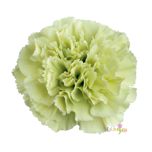 Di St Prado Mint Green 75cm CO