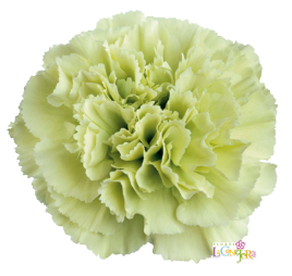 <h4>Di St Prado Mint Green 75cm CO</h4>