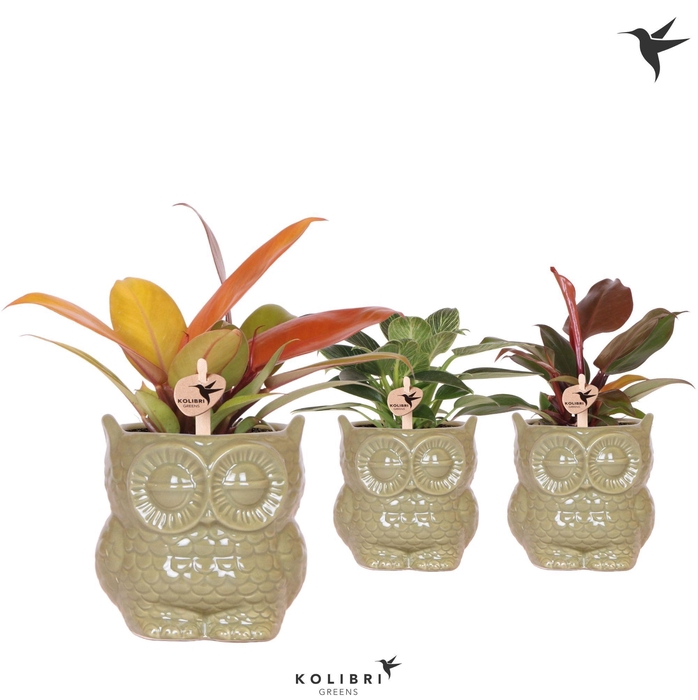 <h4>Kolibri Greens Philodendron mix in Owl pot green</h4>