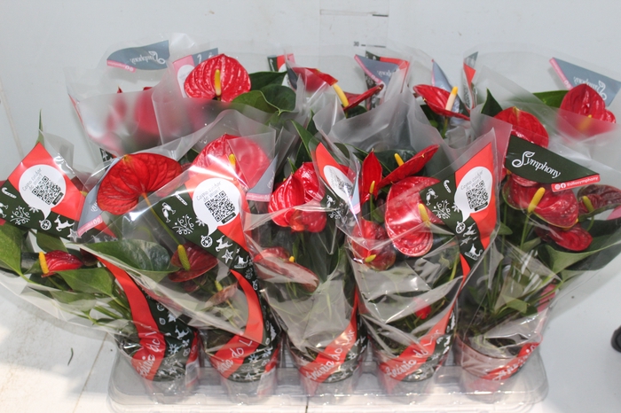 <h4>ANTHURIUM RED SUCCESS P12</h4>