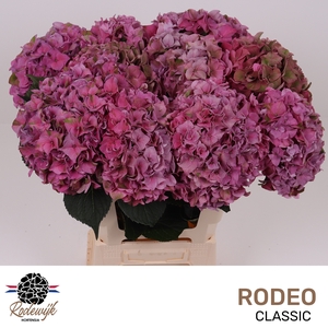 Hydr M Ch Rodeo Cl