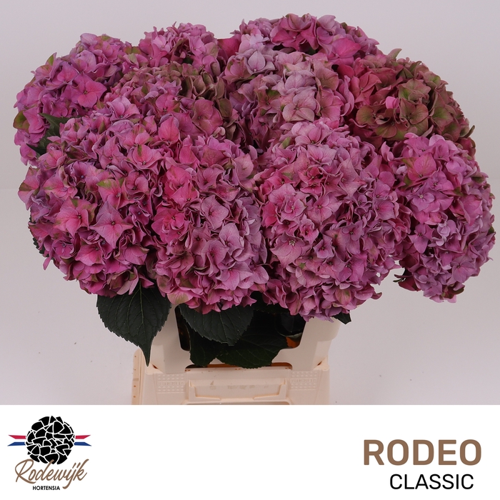 <h4>Hydr M Ch Rodeo Cl</h4>