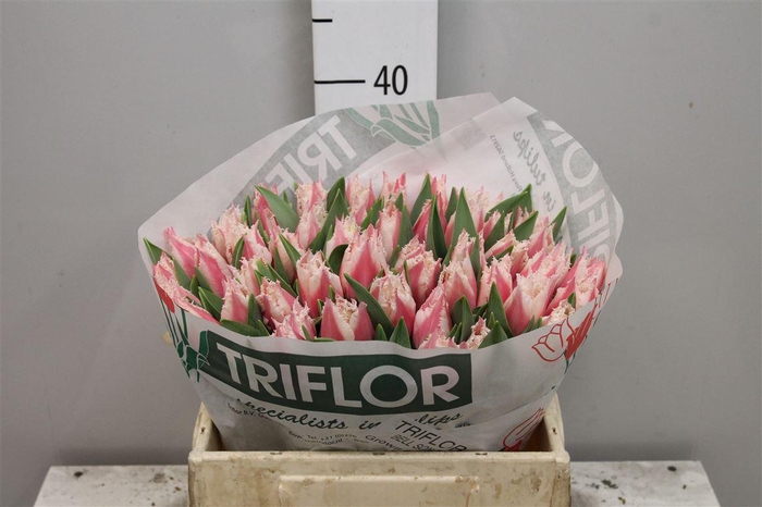 <h4>Tu Fr Bell Song</h4>