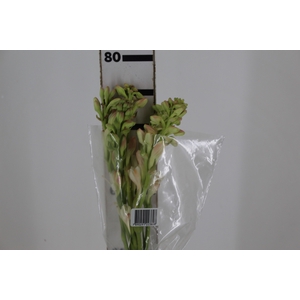 ANGELICA 080 CM