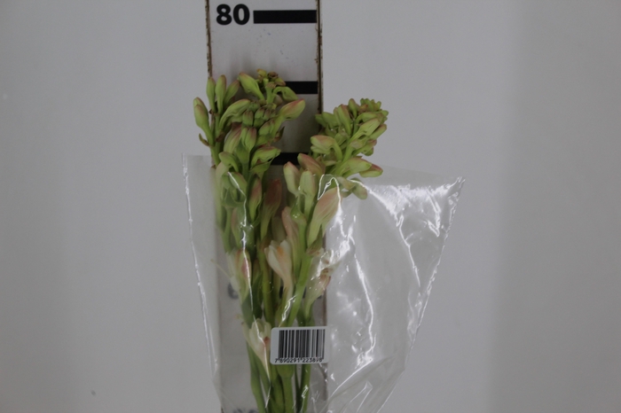 <h4>ANGELICA 080 CM</h4>