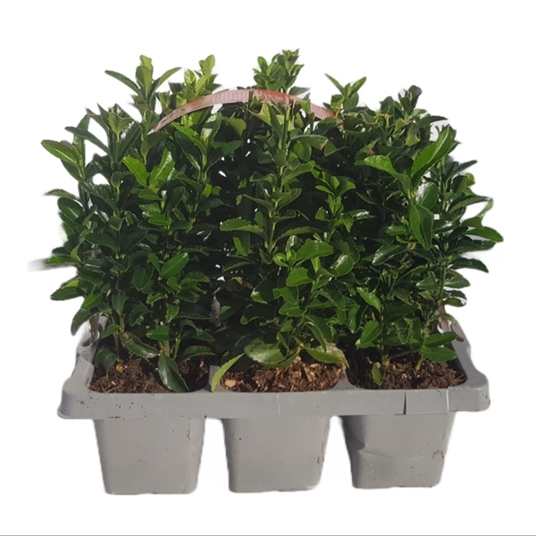 <h4>Euonymus japonicus 'Green Spire' 6-pack</h4>