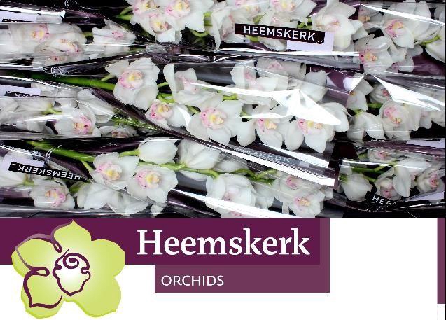 <h4>CYMB T KILIMANJARO</h4>