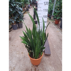 Sansevieria Zeylanica 110