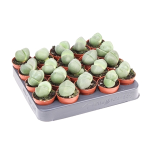 Lithops spp.