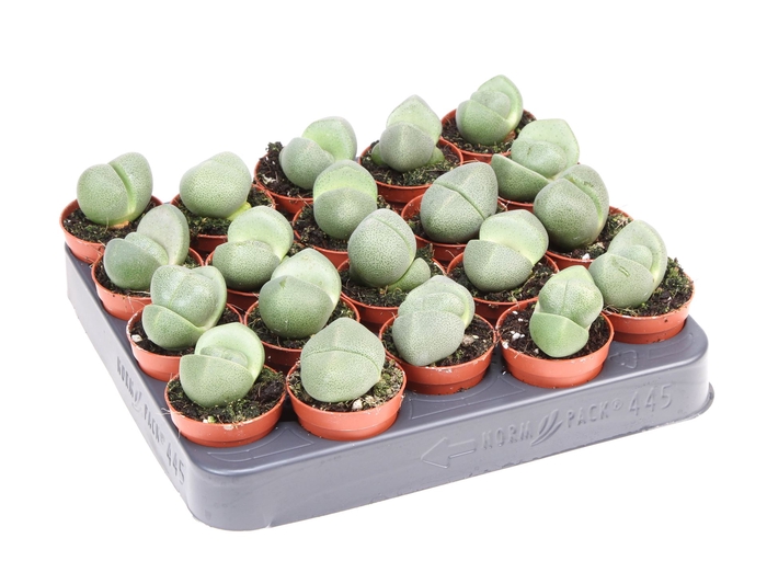 <h4>Lithops spp.</h4>