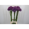 Allium Gladiator