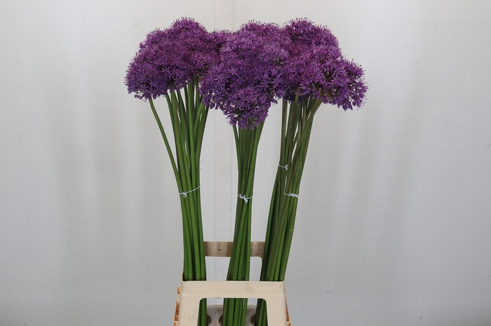 Allium Gladiator