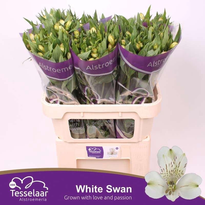 <h4>ALSTR WHITE SWAN ALSTROEMERIA WHITE</h4>