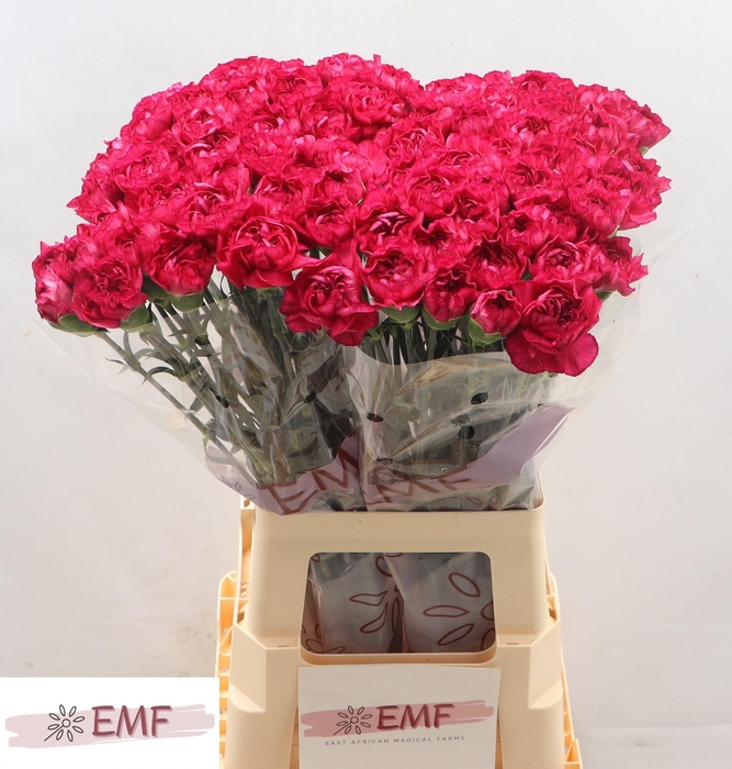 <h4>DI ST PURPLE STORM+</h4>