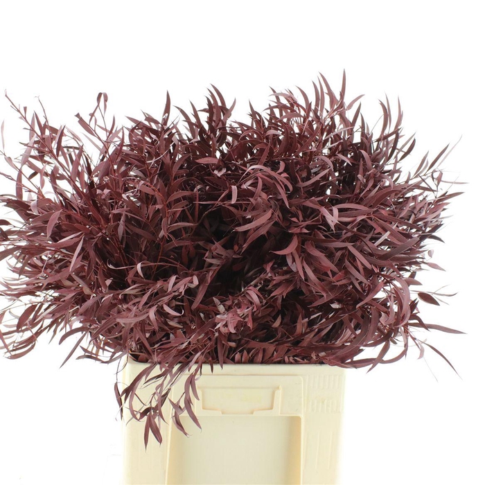 <h4>Euca Klb Nicolii Bordeaux</h4>
