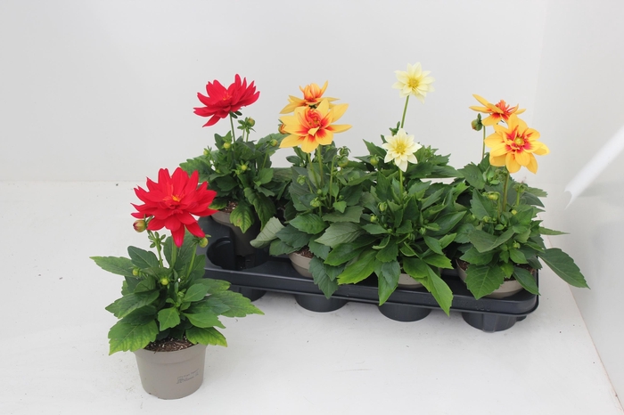 <h4>DAHL L ME GEM</h4>