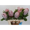 Protea Cynaroides