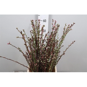 Prunus Pink