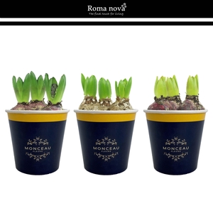 1031H - Cup Monceau Fleurs (Hyacint)