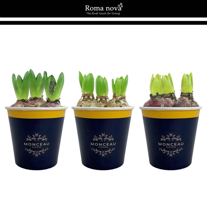 <h4>1031H - Cup Monceau Fleurs (Hyacint)</h4>