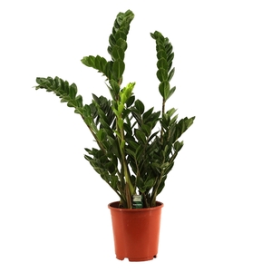 Zamioculcas 21 cm