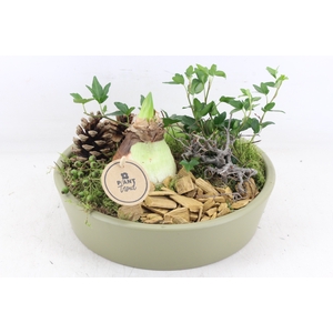 arr4 Amaryllis PL - Ker. schaal 25cm groen