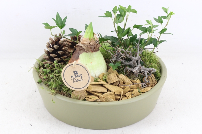 <h4>arr4 Amaryllis PL - Ker. schaal 25cm groen</h4>