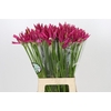 Nerine Favoriet