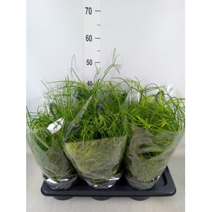 Rhipsalis baccifera 'Oasis'