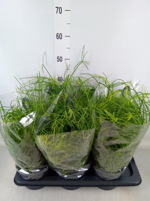 <h4>Rhipsalis baccifera 'Oasis'</h4>