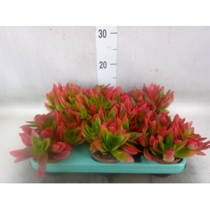 Crassula   ...
