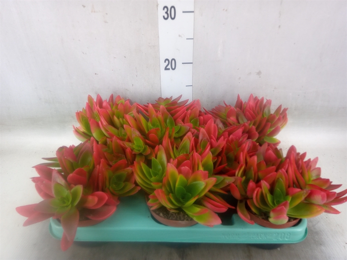 <h4>Crassula   ...</h4>