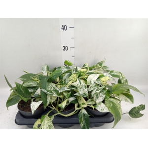 Epipremnum pinn. 'Marble Variegata'