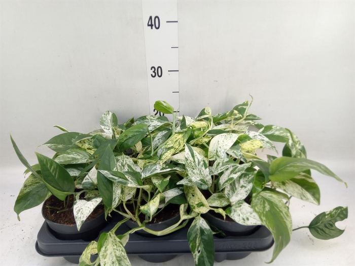 <h4>Epipremnum pinn. 'Marble Variegata'</h4>