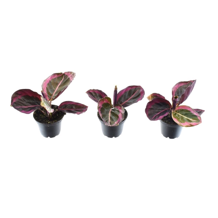 <h4>Calathea   ...</h4>