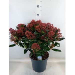 Skimmia jap. 'Rubella'