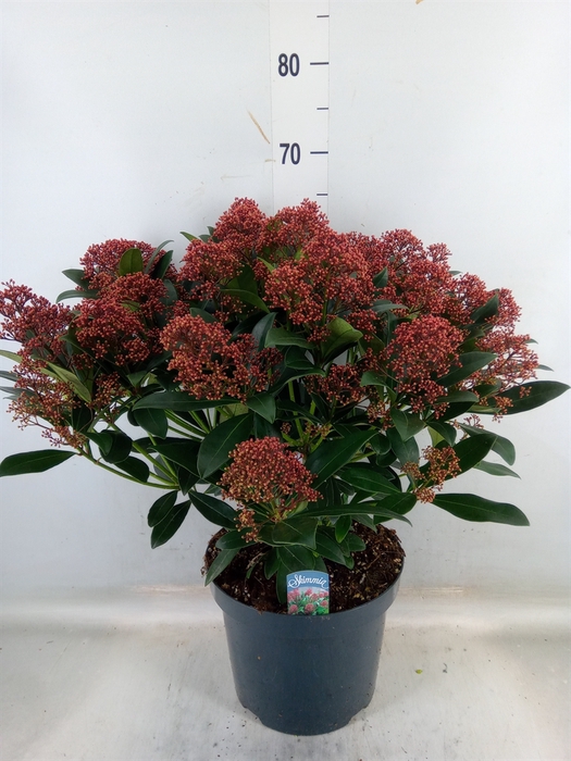 <h4>Skimmia jap. 'Rubella'</h4>