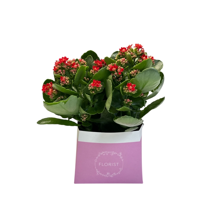 <h4>F14 kalanchoe touffe p15</h4>