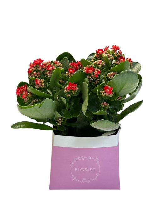 F14 kalanchoe touffe p15