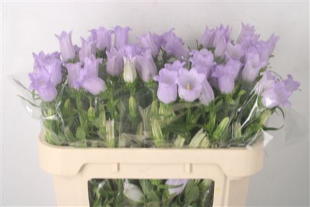 <h4>Campanula Med Champ Lavendel</h4>