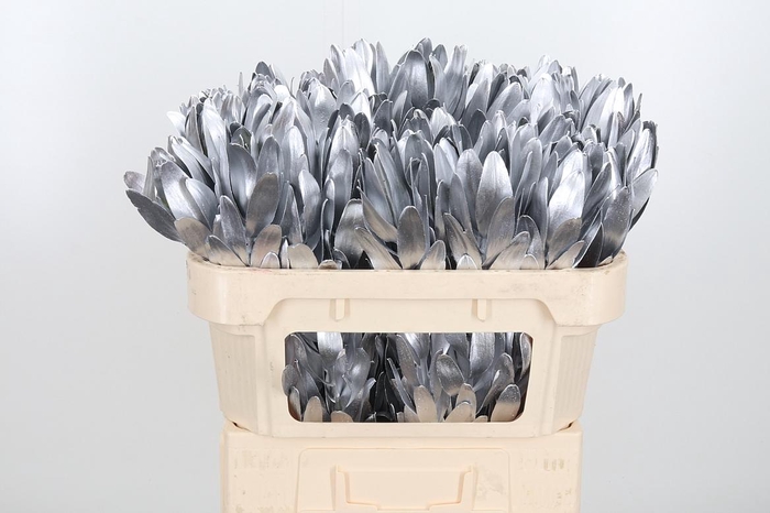 <h4>Leucod Kl Bh Zilver</h4>