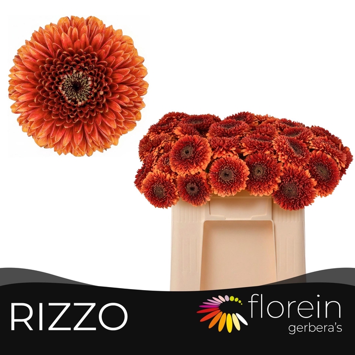 <h4>GE MB POMPONI RIZZO</h4>