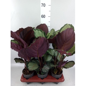 Calathea   ...