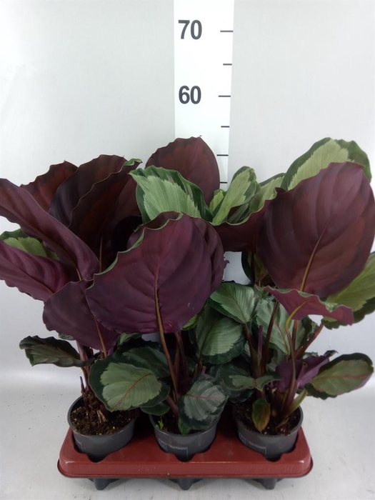 <h4>Calathea ...</h4>