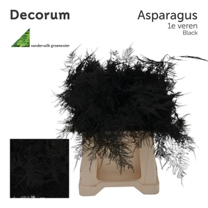 Asp 1e Veren Black 45cm 566