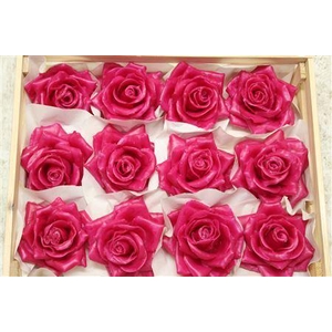 Wax Roos Fucsia