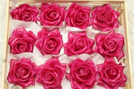 <h4>Wax Roos Fucsia</h4>