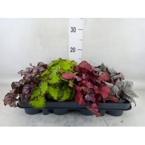 Begonia BD rex