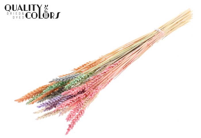 <h4>Triticum per bunch Bleached Pastel Mix</h4>
